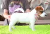 Photo №2 de l'annonce № 107631 de la vente jack russell terrier - acheter à Pologne éleveur