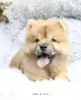 Photo №3. Chiot chow-chow. Allemagne