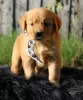 Photo №1. golden retriever - à vendre en ville de Эура | Gratuit | Annonce №128345