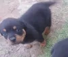 Photo №1. rottweiler - à vendre en ville de Gehrden | Gratuit | Annonce №128436