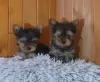 Photo №1. yorkshire terrier - à vendre en ville de Vilnius | 400€ | Annonce №127595