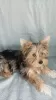 Photos supplémentaires: Yorkie aux yeux bleus