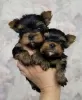 Photo №1. yorkshire terrier - à vendre en ville de Parkano | 320€ | Annonce №120626