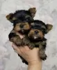 Photo №1. yorkshire terrier - à vendre en ville de St Peters | 300€ | Annonce №71688