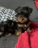 Photos supplémentaires: Adorables chiots Yorkie à vendre