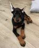 Photo №1. dobermann - à vendre en ville de Helsinki-Uusimaa | 600€ | Annonce №129771