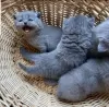 Photo №1. scottish fold - à vendre en ville de Sydney | négocié | Annonce № 71720