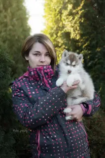 Photos supplémentaires: Chiots Husky Sibériens au Chocolat Élite de producteurs titrés