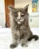 Photo №1. maine coon - à vendre en ville de Berlin | 300€ | Annonce № 103716