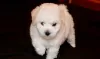 Photos supplémentaires: Chiots bichon frisé à vendre