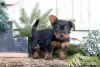 Photo №4. Je vais vendre yorkshire terrier en ville de Oberhausen.  - prix - 610€