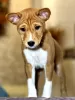 Photos supplémentaires: Chiots Basenji. Chien africain qui n'aboie pas.