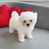 Photo №1. bichon maltais - à vendre en ville de Paris | négocié | Annonce №103210