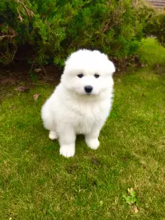 Photo №3. Samoyed husky puppy. Biélorussie