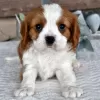 Photo №1. cavalier king charles spaniel - à vendre en ville de Даллас | 284€ | Annonce №45808