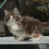 Photos supplémentaires: Chaton maine coon femelle à vendre