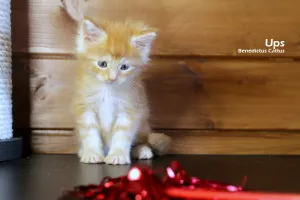 Photos supplémentaires: Maine Coon chaton garçon en marbre rouge