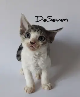 Photo №4. Je vais vendre devon rex en ville de Kiev. de la fourrière - prix - Négocié