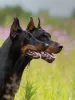 Photos supplémentaires: Chiots Dobermann - Dan Smile Helgi et Adal Eskae Vangard, nés le 25.08.2020.