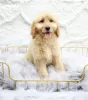 Photo №1. golden retriever - à vendre en ville de Woltersdorf | 400€ | Annonce №99460