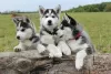 Photo №1. husky de sibérie - à vendre en ville de Berlin | négocié | Annonce №98688