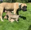 Photo №1. bullmastiff - à vendre en ville de Parkano | Gratuit | Annonce №131171