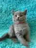 Photo №4. Je vais vendre british shorthair en ville de Brest.  - prix - 550€