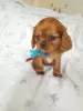 Photo №1. cavalier king charles spaniel - à vendre en ville de Illinois City | 379€ | Annonce №100363