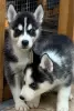 Photo №1. husky de sibérie - à vendre en ville de Helppi | 350€ | Annonce №96960