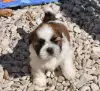 Photo №1. shih tzu - à vendre en ville de Hannover | Gratuit | Annonce №130320