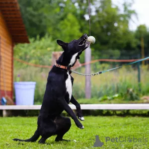 Photo №4. Je vais vendre chien bâtard en ville de Saint-Pétersbourg. annonce privée - prix - Gratuit