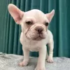 Photo №4. Je vais vendre bouledogue en ville de Bielefeld. annonce privée - prix - 411€