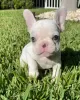 Photo №1. bouledogue - à vendre en ville de Allentown | 284€ | Annonce №111505