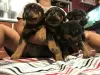 Photo №1. rottweiler - à vendre en ville de Al Farwaniyah | négocié | Annonce №89099