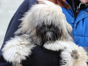 Photo №2 de l'annonce № 4666 de la vente lhassa apso - acheter à Ukraine éleveur