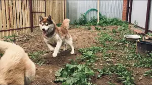 Photo №3. Hôtel pour chiens en Fédération de Russie