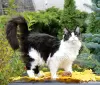 Photo №1. maine coon - à vendre en ville de Sumy | 676€ | Annonce № 13975