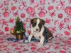 Photo №1. american staffordshire terrier - à vendre en ville de Minsk | 473€ | Annonce №87223