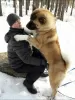 Photos supplémentaires: Chiots Akita américains à vendre