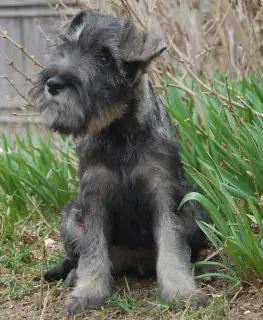 Photo №2 de l'annonce № 2006 de la vente schnauzer moyen - acheter à Fédération de Russie de la fourrière