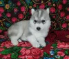 Photos supplémentaires: Chiots Husky sibérien