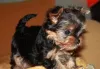 Photo №1. yorkshire terrier - à vendre en ville de Kiev | 154€ | Annonce №7907