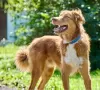 Photos supplémentaires: Le magnifique chien Rom cherche une famille.