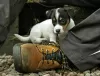 Photo №3. Reinrassige Jack Russell-Welpen mit Stammbaum en format miniature. Allemagne