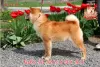 Photos supplémentaires: Shiba Inu mâle avec documents FCI