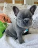 Photo №1. bouledogue - à vendre en ville de Bucharest | négocié | Annonce №15704