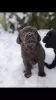 Photos supplémentaires: Chiots Labrador élite