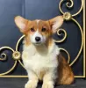 Photo №1. welsh corgi - à vendre en ville de Москва | 616€ | Annonce №51355