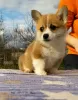 Photo №2 de l'annonce № 19967 de la vente welsh corgi - acheter à Fédération de Russie éleveur