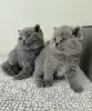 Photo №1. british shorthair - à vendre en ville de Berchtesgaden | négocié | Annonce № 128688